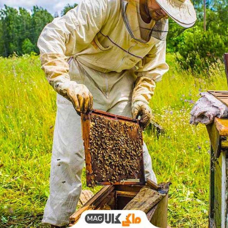 باغ ویلا جهت نگهداری کندو زنبور عسل