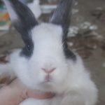 خرگوش خوشگل